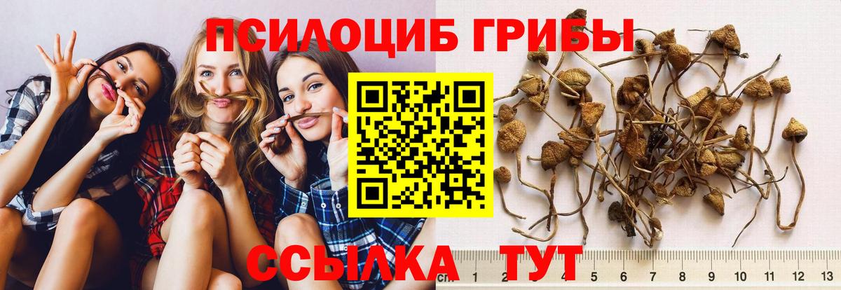 Галлюциногенные грибы ЛСД  хочу наркоту  Зеленогорск  Псилоцибиновые грибы ЛСД 